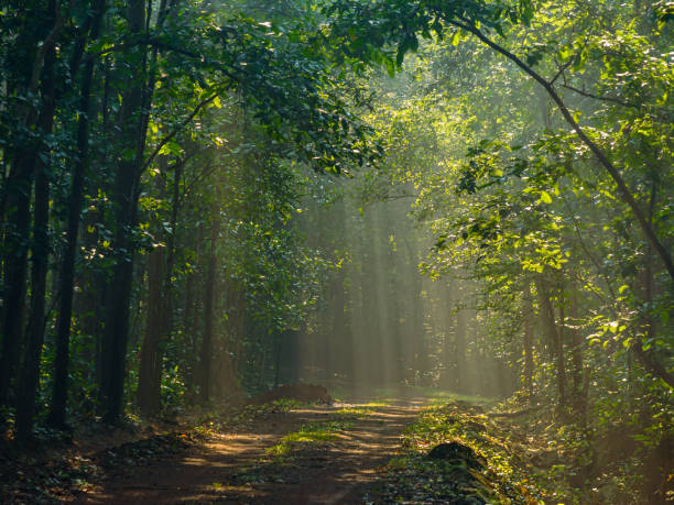 Dense native forest canopy with filtered sunlight on a bush walking track